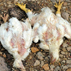 Livestock-carcasses
